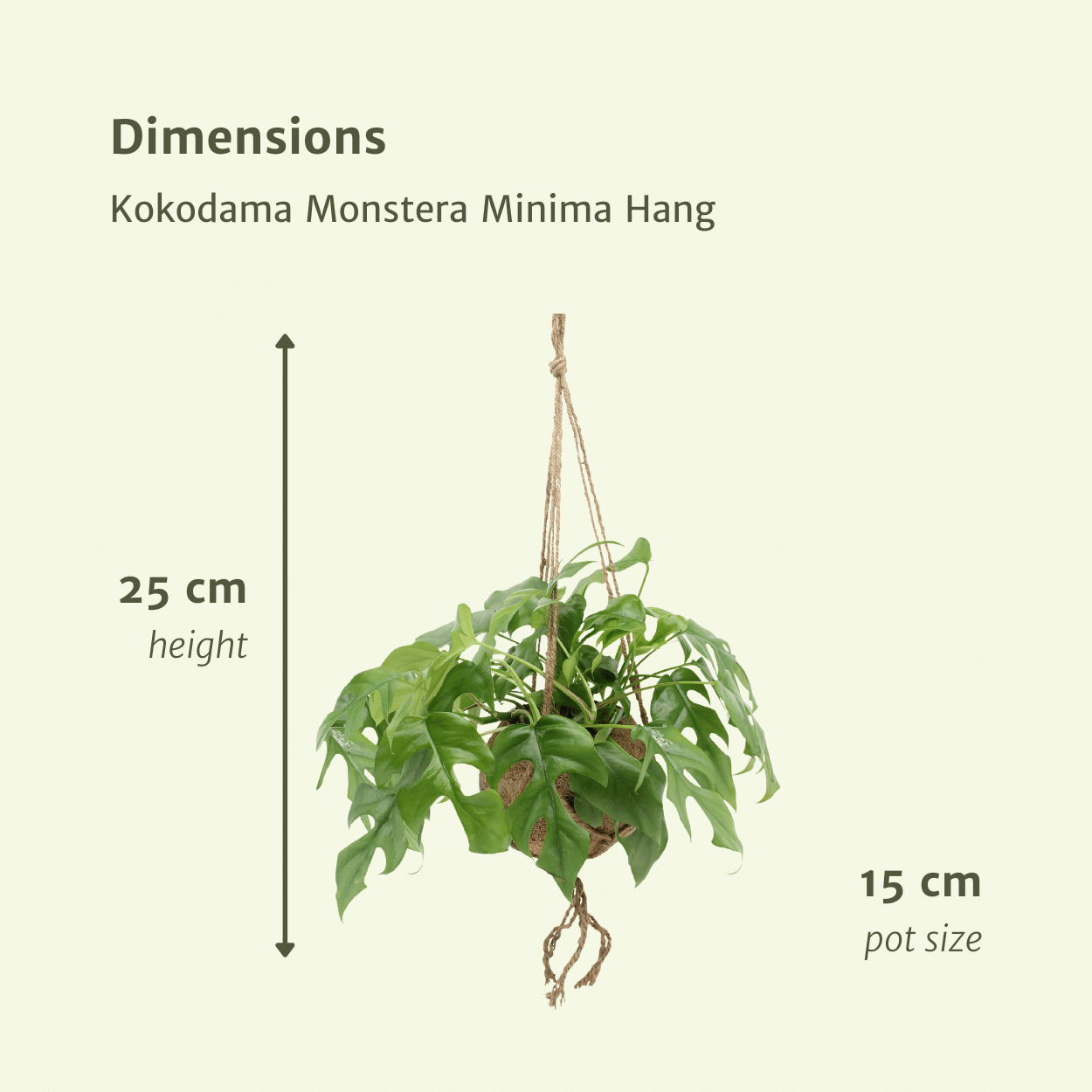 Pflanzen Set – 2 Pflanzen – Lochpflanze – Monstera 'Minima Hang' (Kokodama) – ↑25 cm – Ø15 cm