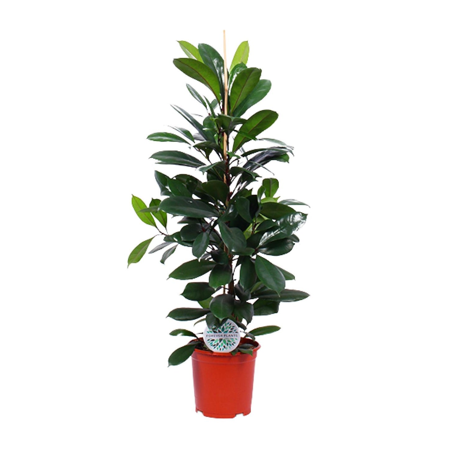 Ficus Cyathistipula - Ø21cm - ↕105cm - Plantabulous