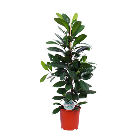 Ficus Cyathistipula - Ø21cm - ↕105cm - Plantabulous