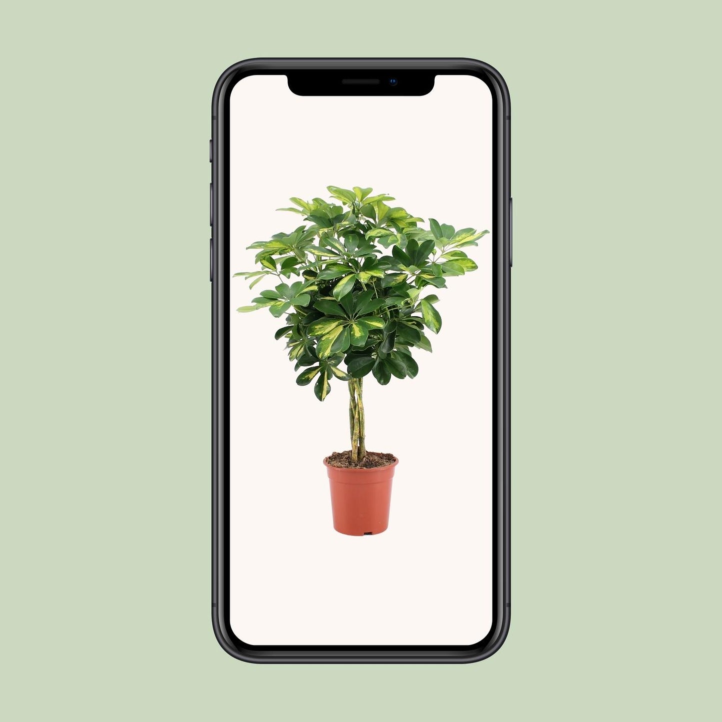 Schefflera Arboricola Gold Capella - Ø19cm - ↕75cm - Plantabulous