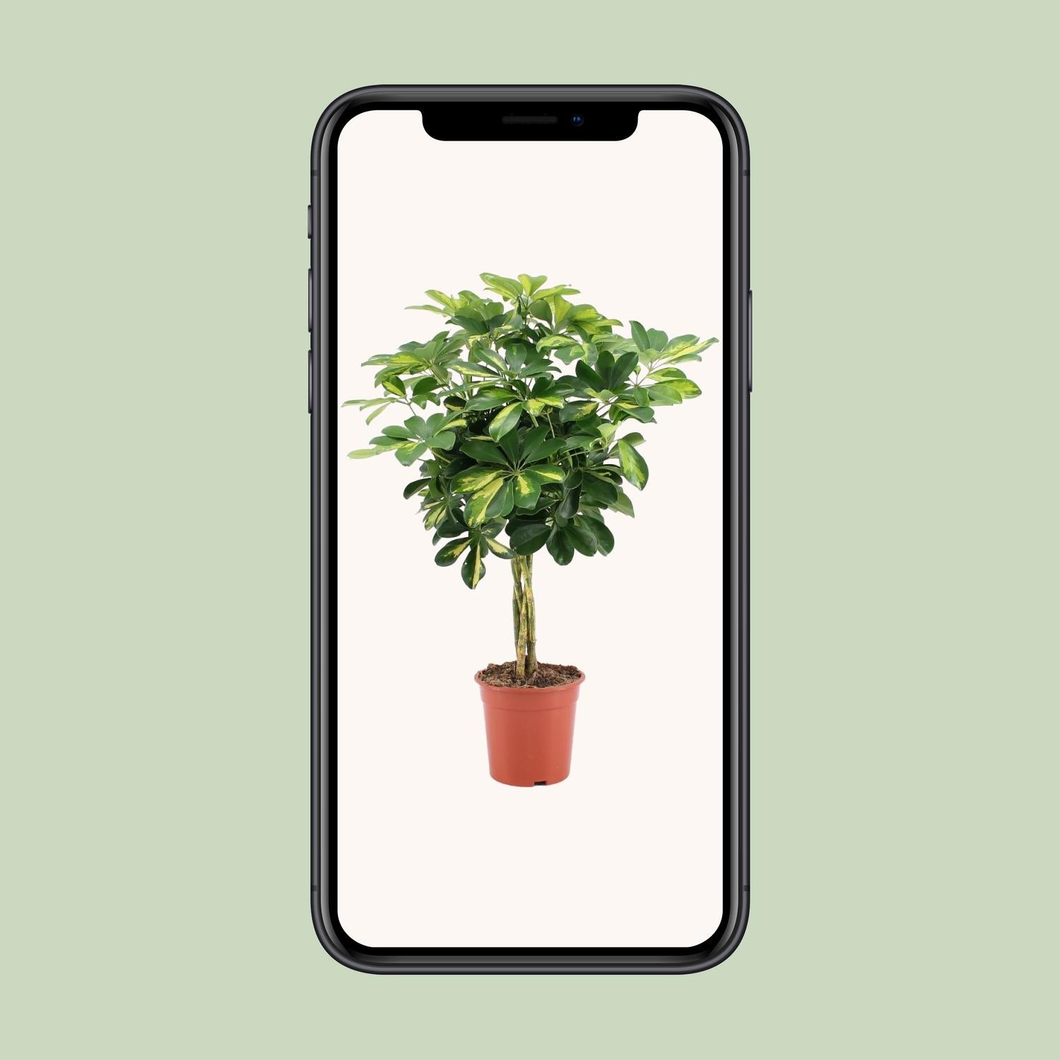 Schefflera Arboricola Gold Capella - Ø19cm - ↕75cm - Plantabulous