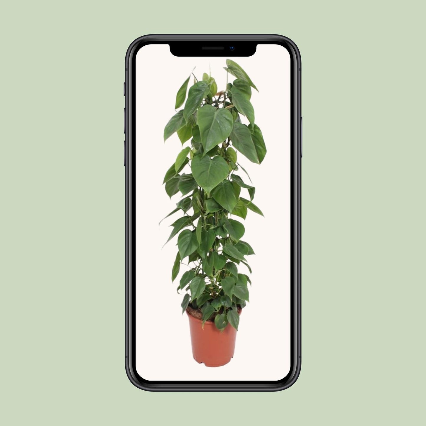 Philodendron – Philodendron Scandens – ↑120 cm – Ø24 cm