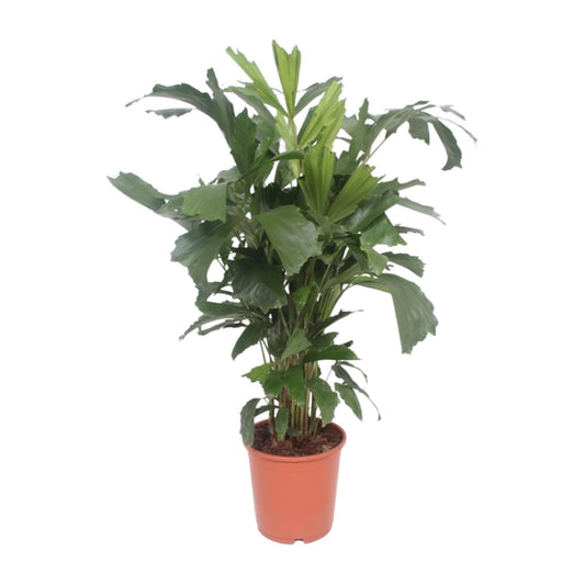 Fischschwanzpalme – Caryota Mitis – ↑110 cm – Ø24 cm