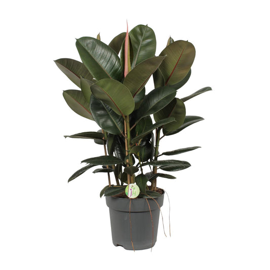 Gummibaum – Ficus Robusta – ↑90 cm – Ø27 cm