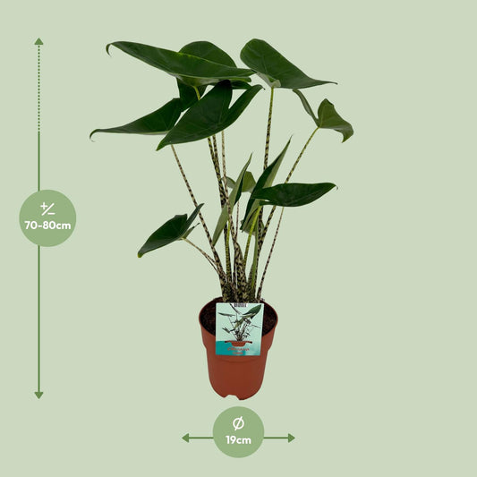 Pfeilblatt – Alocasia zebrina – 75 cm – Ø19 cm - Plantabulous