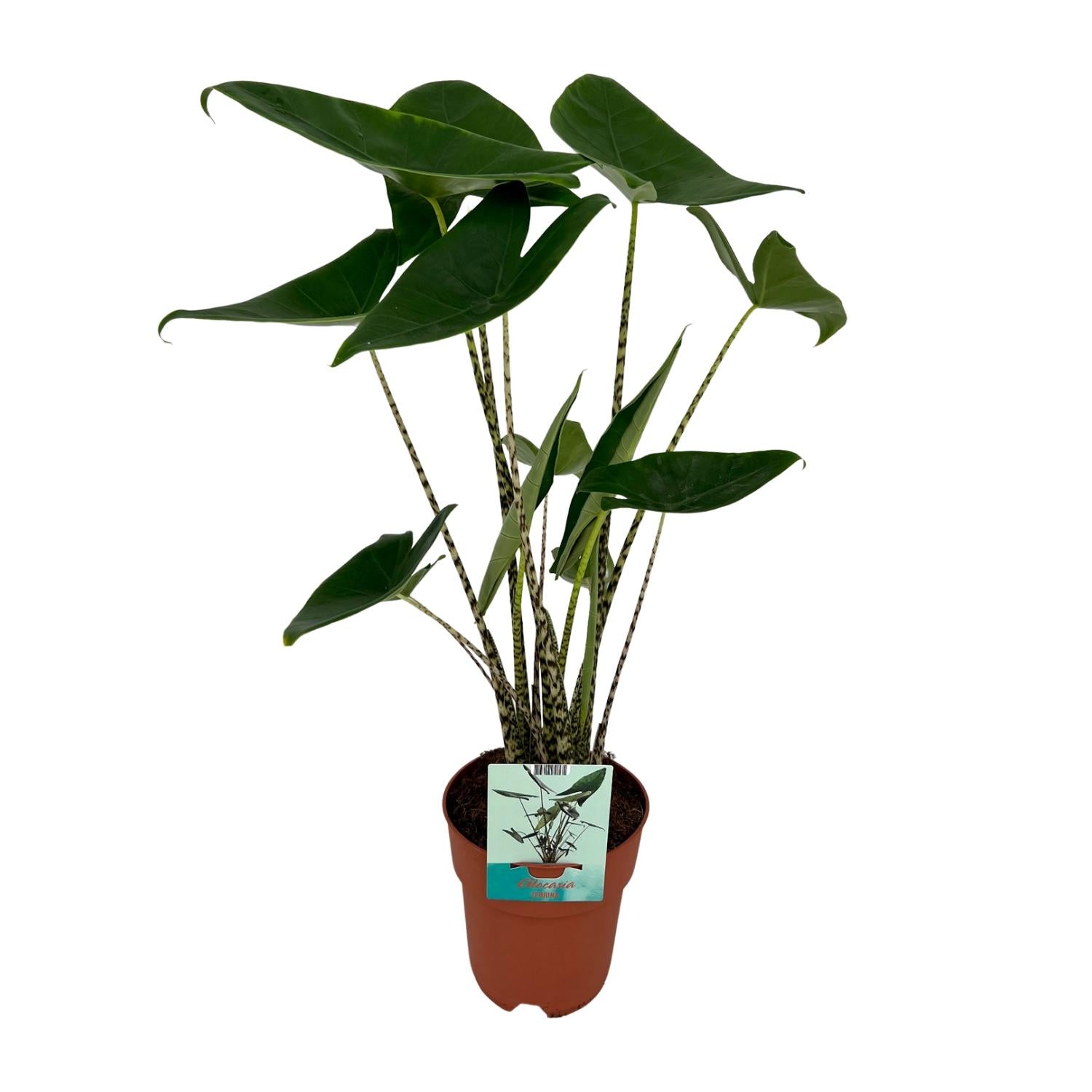 Pfeilblatt – Alocasia zebrina – 75 cm – Ø19 cm - Plantabulous