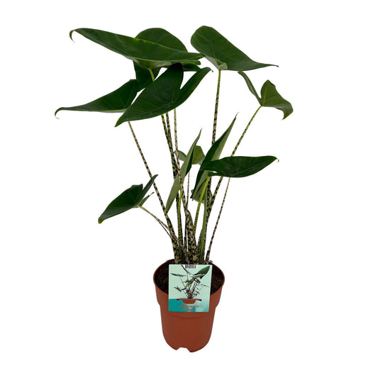 Pfeilblatt – Alocasia zebrina – 75 cm – Ø19 cm - Plantabulous