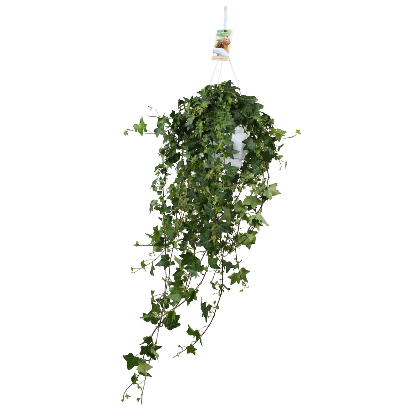 Hedera Helix Pitsburg - Hang/XXL - Ø17cm - ↕cm - Plantabulous