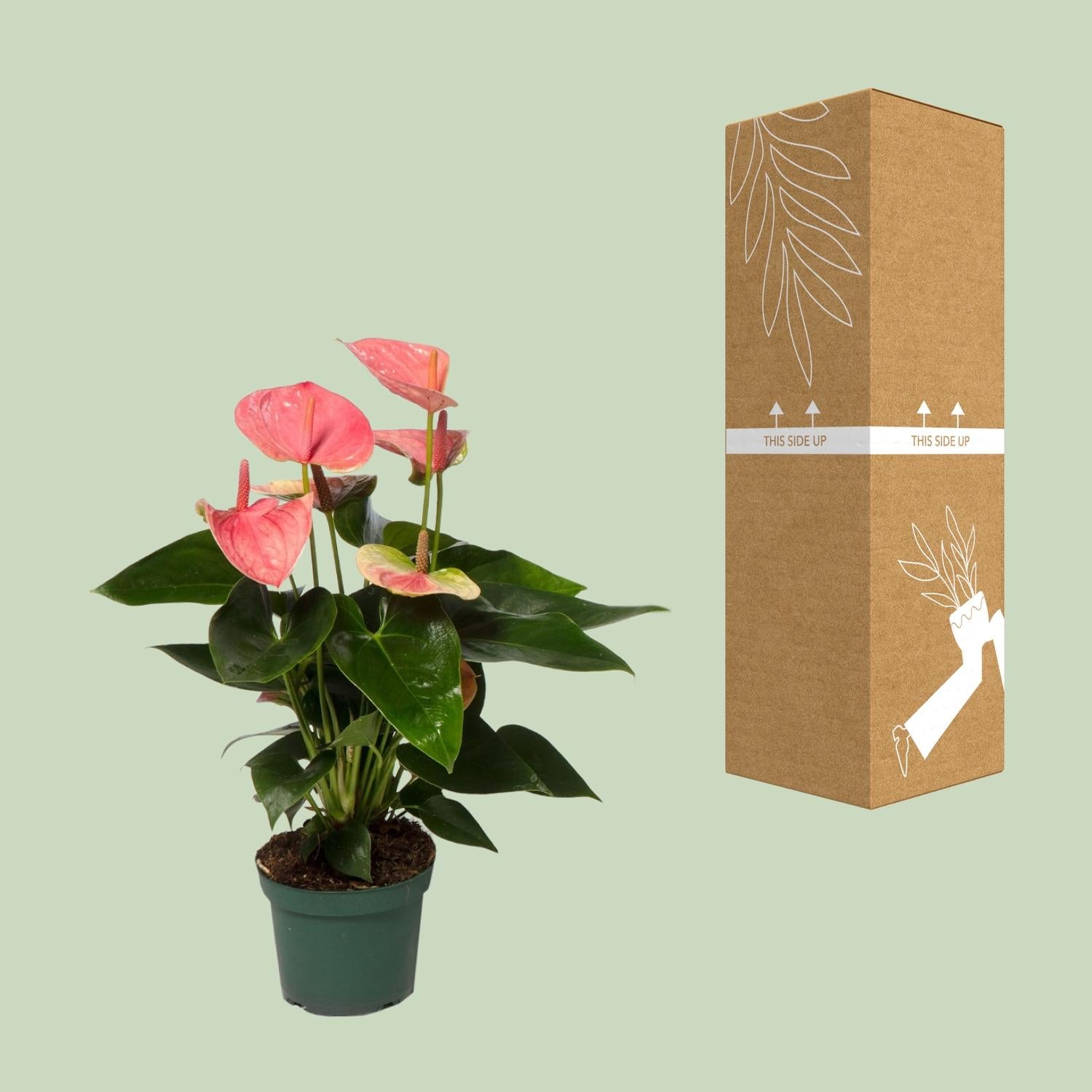 Anthurium Sweet Dream - Ø12cm - ↕35cm - Plantabulous
