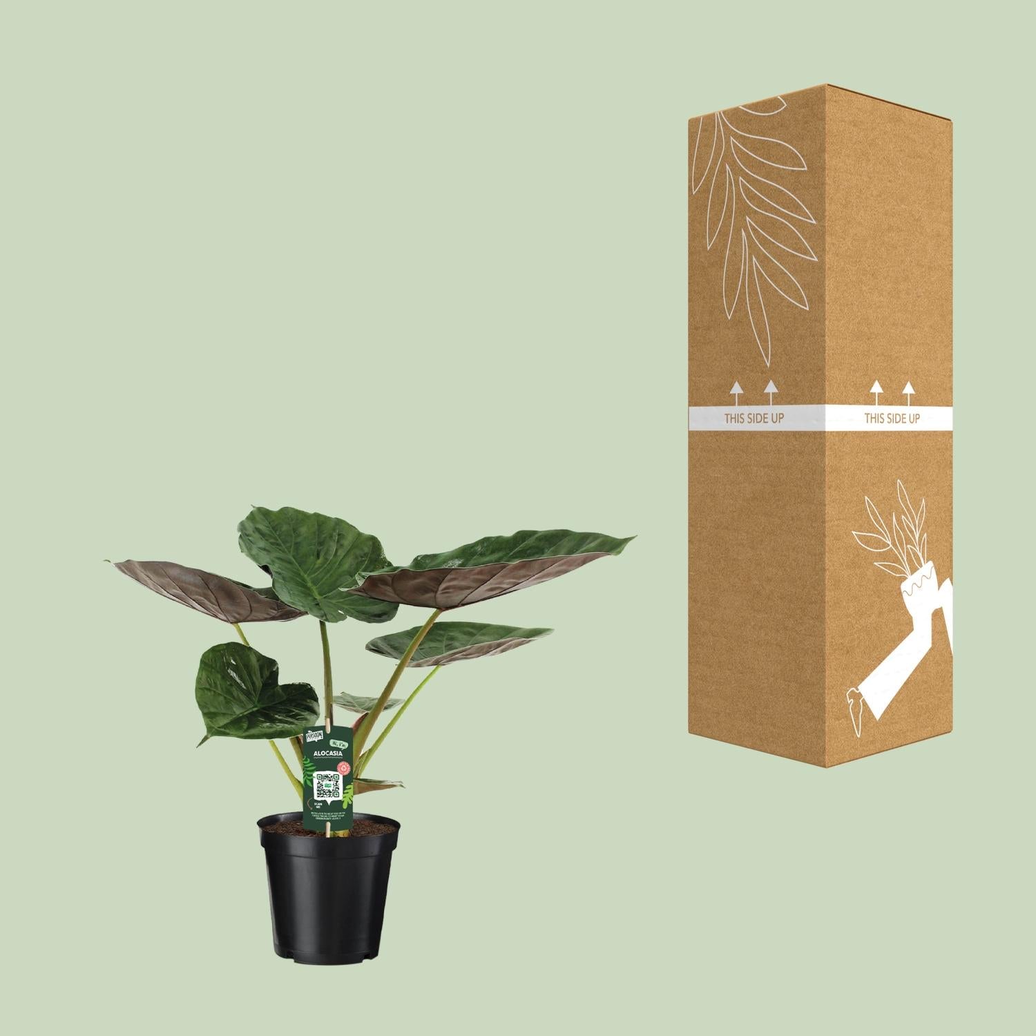 Pfeilblatt – Alocasia wentii – 70 cm – Ø19 cm - Plantabulous