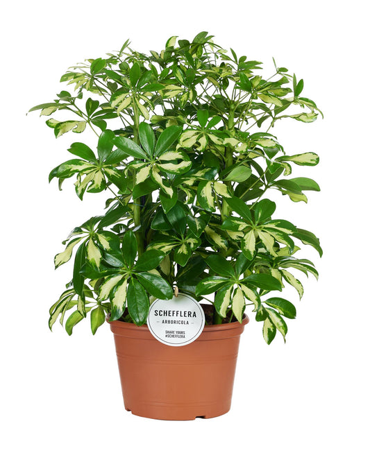 Schefflera Gerda - Ø21cm - ↕55cm - Plantabulous