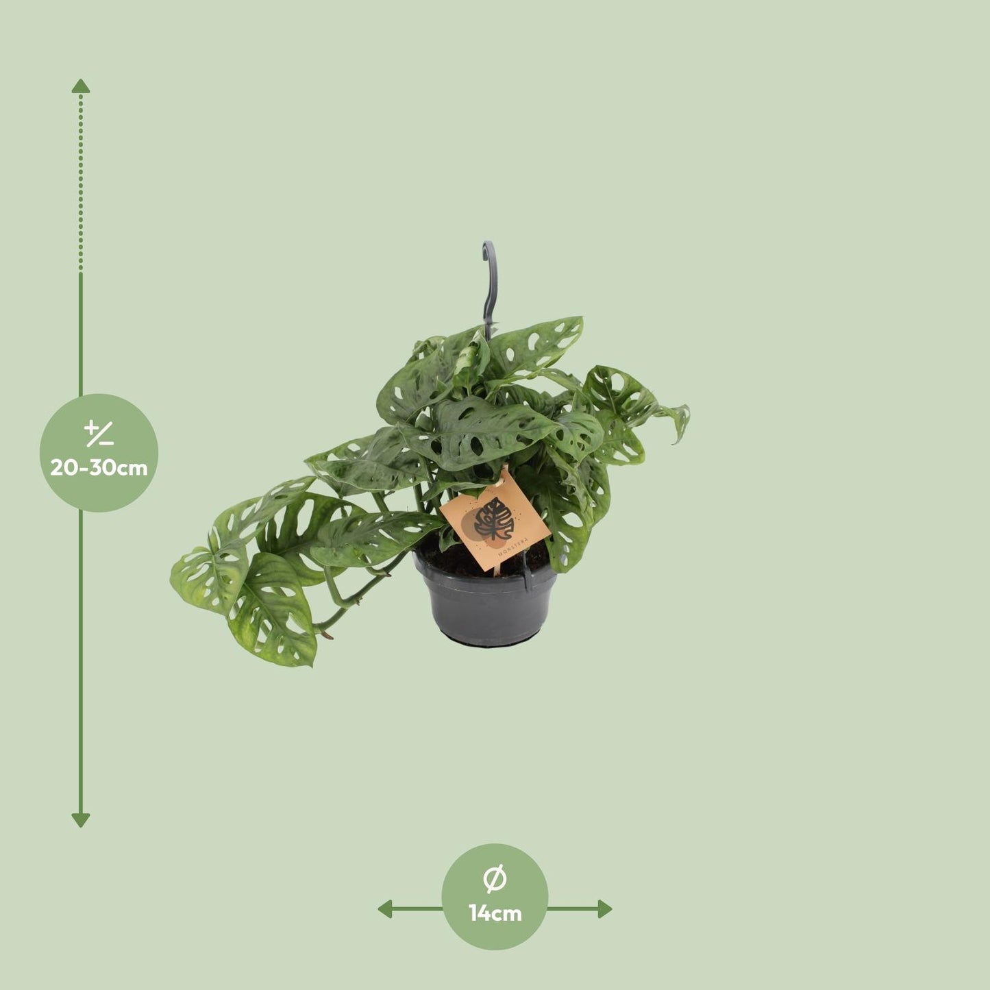 Monstera Monkey - Ø14cm - ↕30cm - Plantabulous