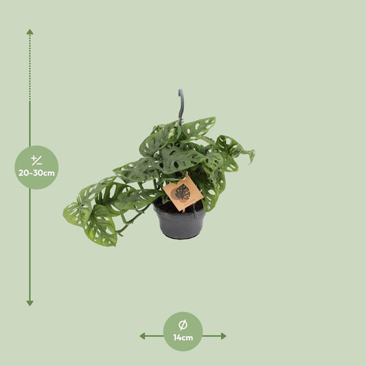 Monstera Monkey - Ø14cm - ↕30cm - Plantabulous