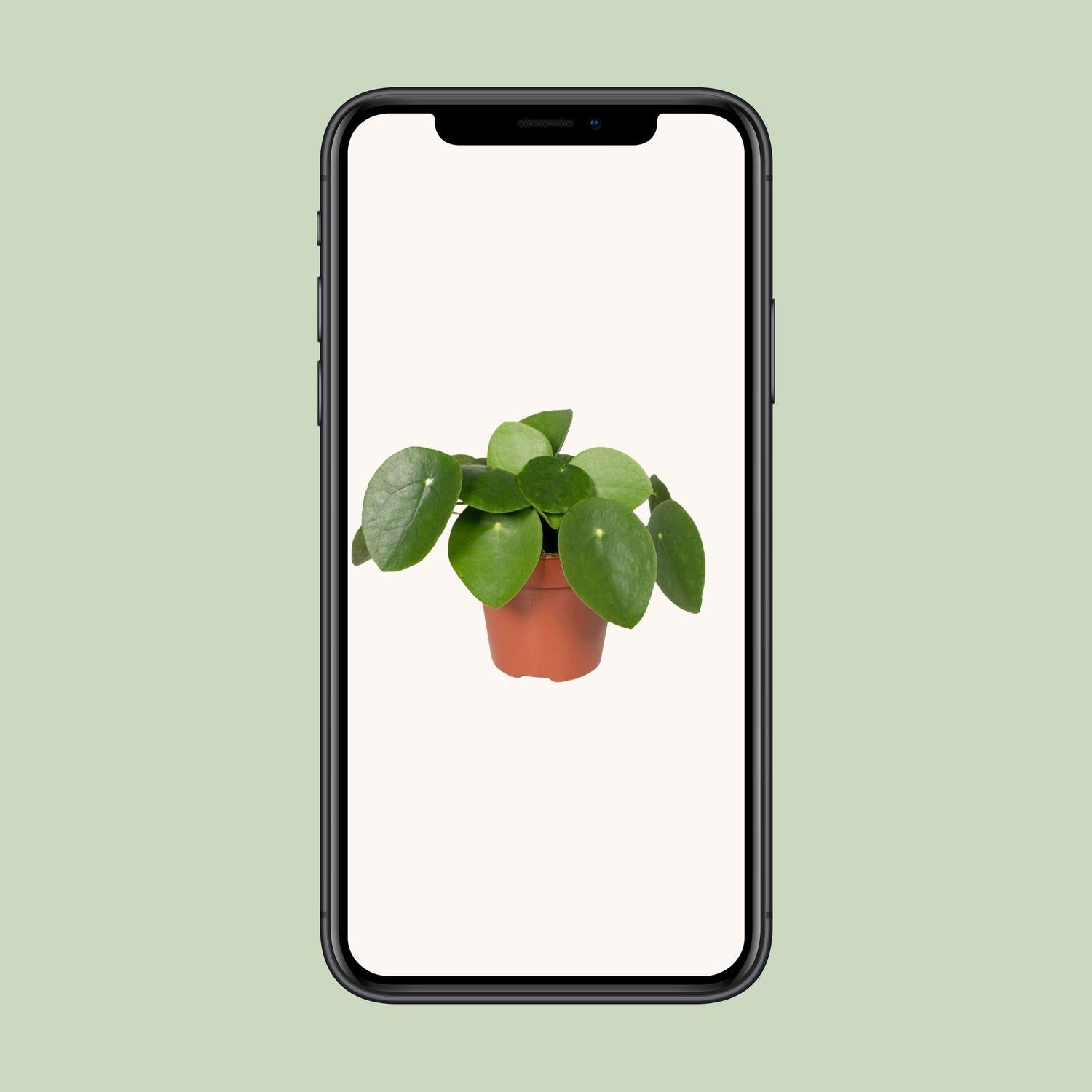 Pfannkuchenpflanze - Pilea Peperomiodes – 20 cm – Ø12 cm - Plantabulous