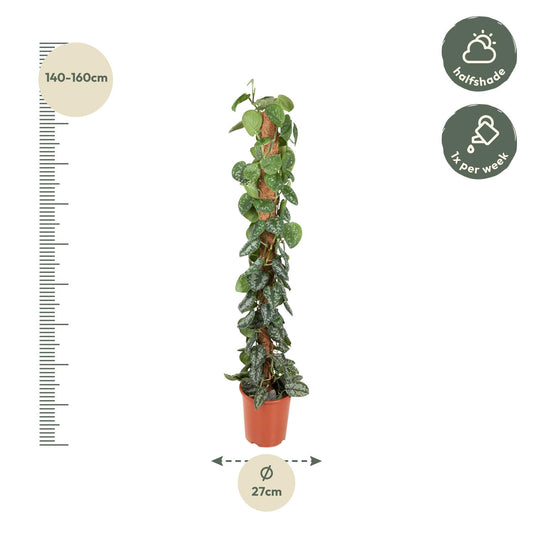 Efeutute am Moosstab – Epipremnum pictum 'Trebie' – 150 cm – Ø27 cm - Plantabulous