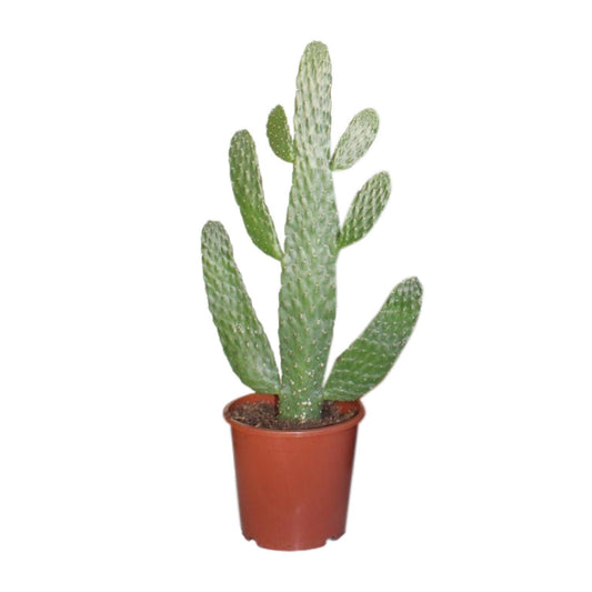 Opuntia Consolea - Ø17cm - ↕55cm - Plantabulous