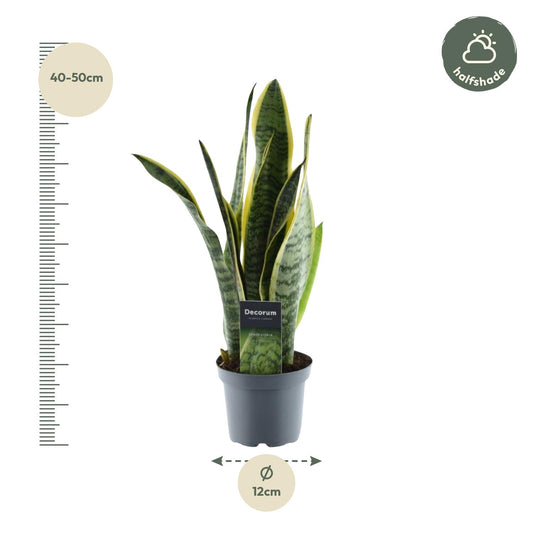 Bogenhanf - Sansevieria Laurentii - 45 cm - Ø12 - Plantabulous