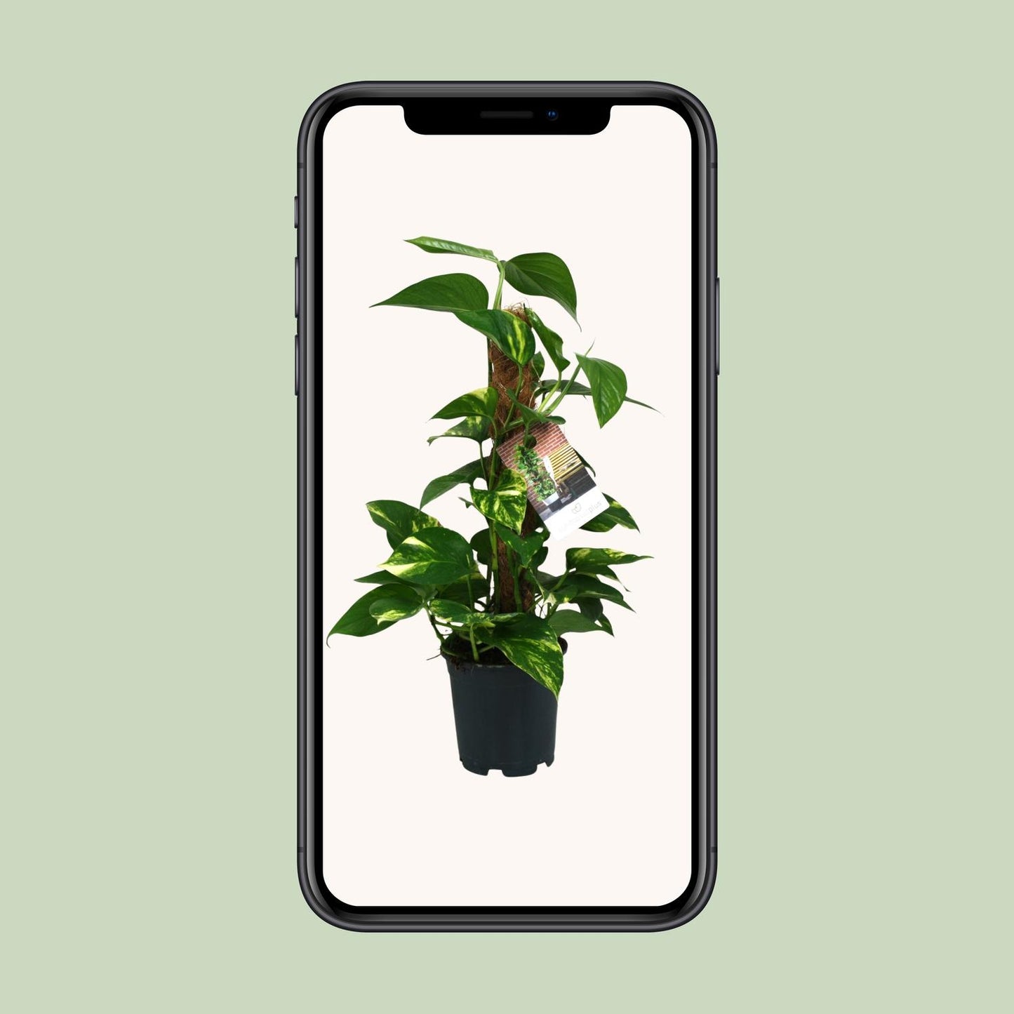 Scindapsus Epipremnum - Ø15cm - ↕50cm - Plantabulous