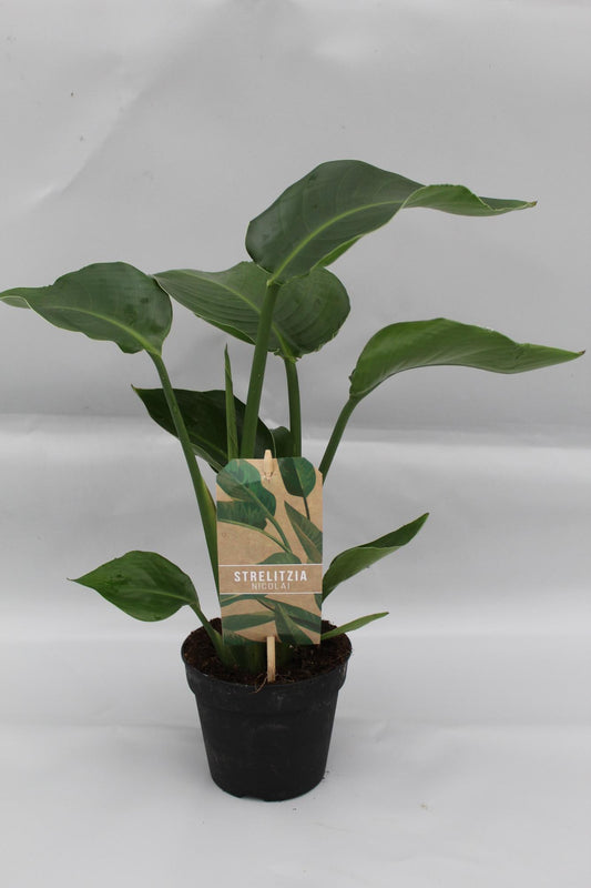 Strelitzia Nicolai P13 - Ø13cm - ↕35cm - Plantabulous