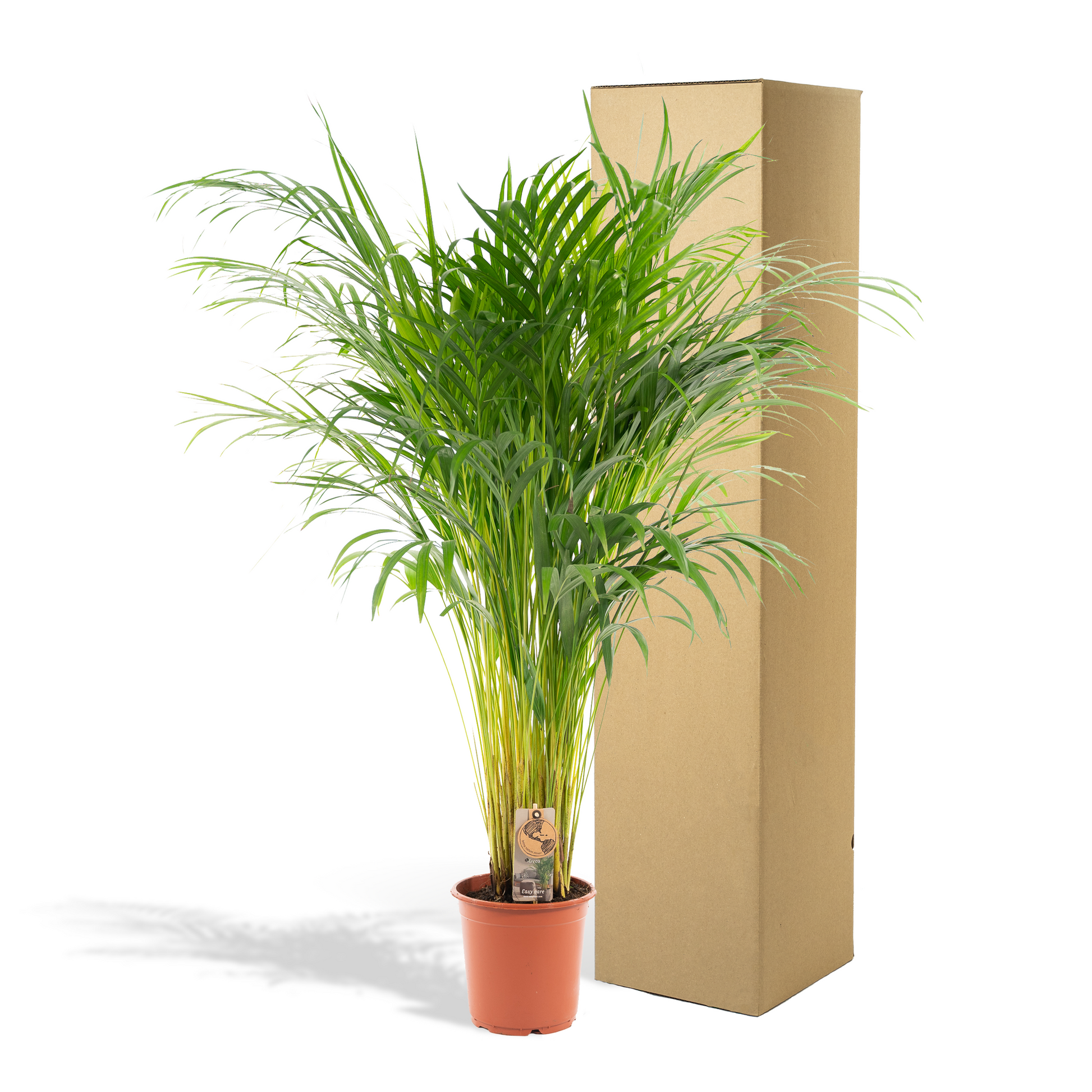 Areca Palme - Dypsis Lutescens - 110cm - Ø21cm - Plantabulous
