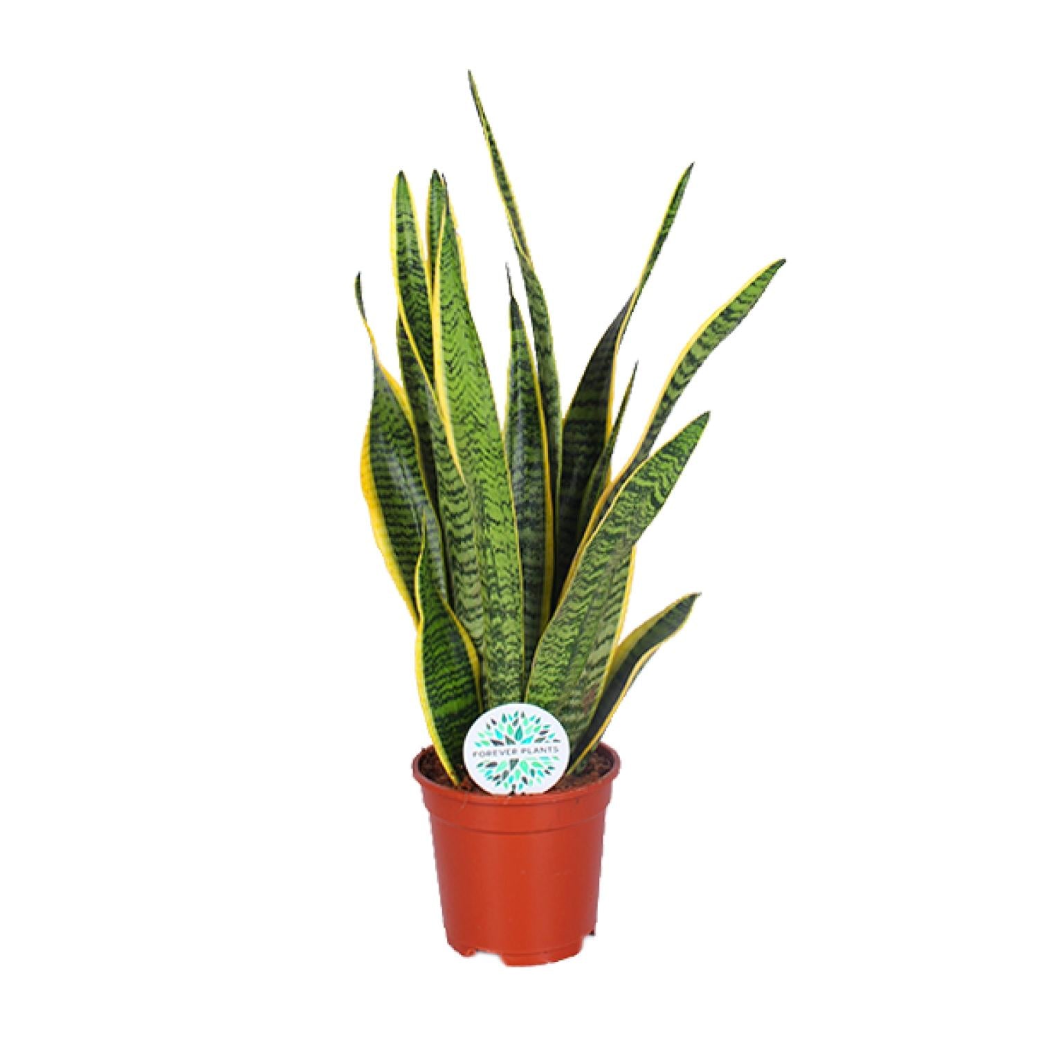 Bogenhanf – Sansevieria Trifasciata 'Laurentii' - Plantabulous