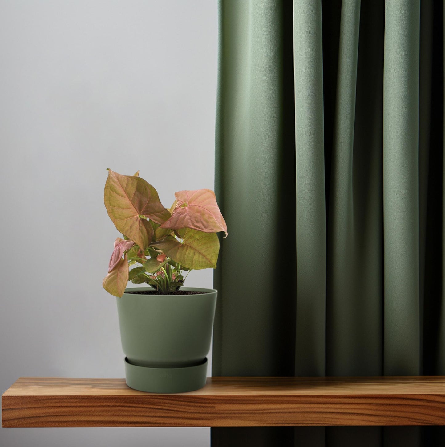 Purpurtute – Syngonium 'Neon' – ↑25 cm – Ø12 cm