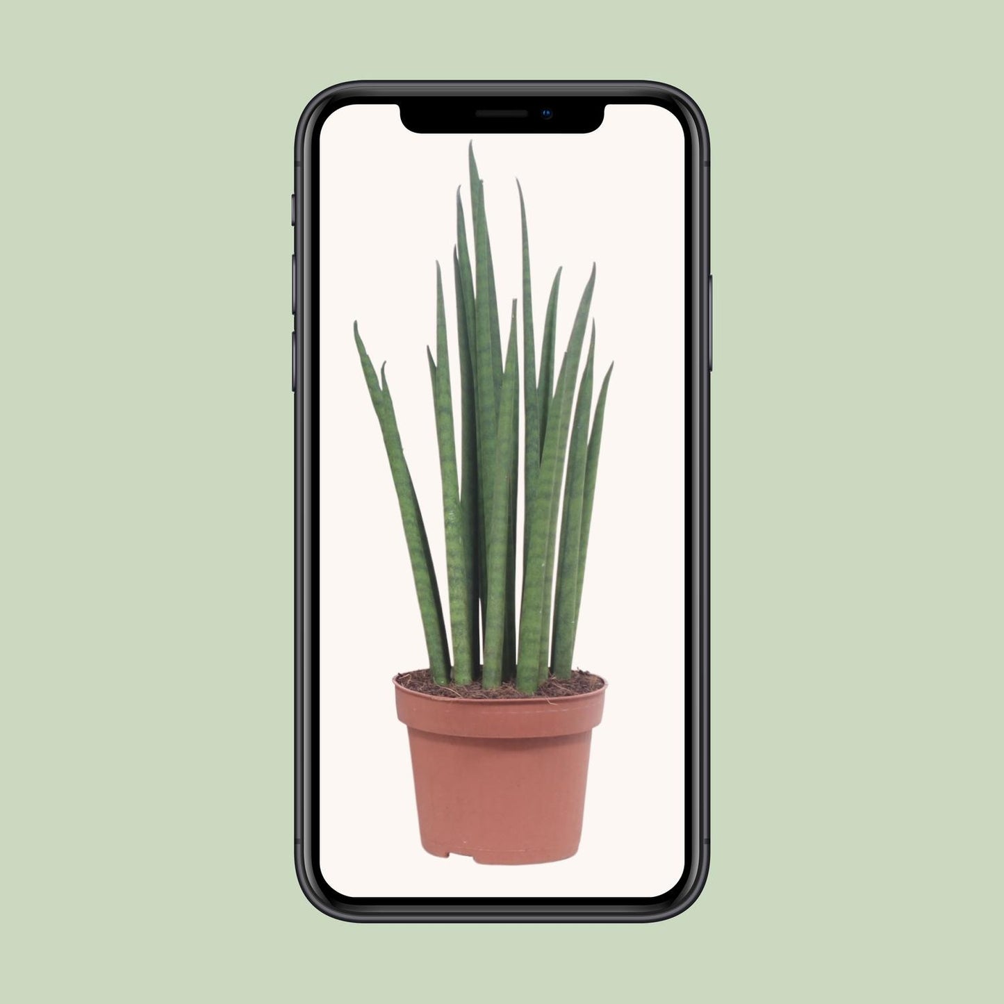 Bogenhanf – Sansevieria 'Mikado' – ↑40 cm – Ø12 cm