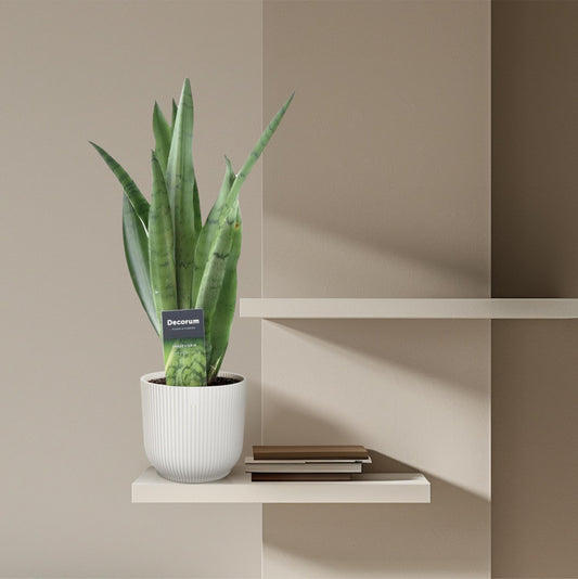 Bogenhanf – Sansevieria trifasciata 'Spearmint' – 45 cm – Ø12 cm - Plantabulous