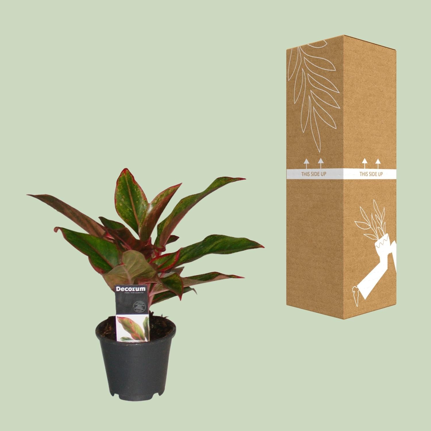 Chinesisches Immergrün – Aglaonema 'Crete' – 50 cm – Ø12 cm - Plantabulous