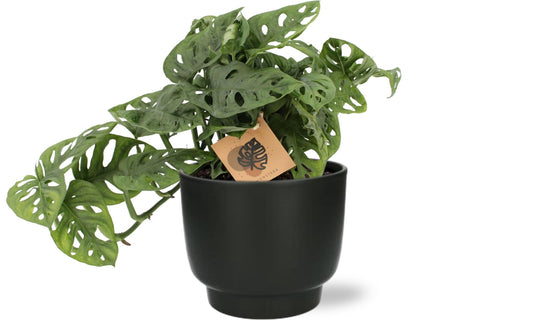 Monstera Monkey - Ø14cm - ↕30cm + Potenza Pot D15x13cm - Schwarz - Plantabulous