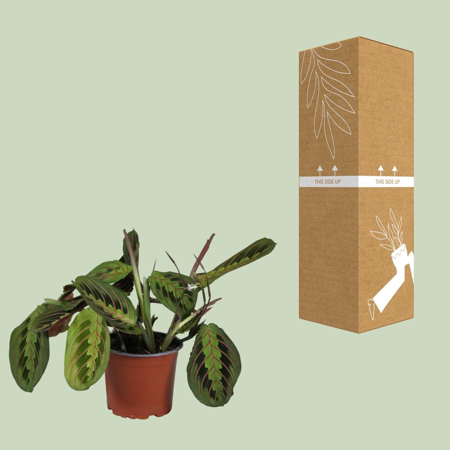 Korbmarante – Maranta Leuconeura 'Fascinator' – ↑30 cm – Ø12 cm