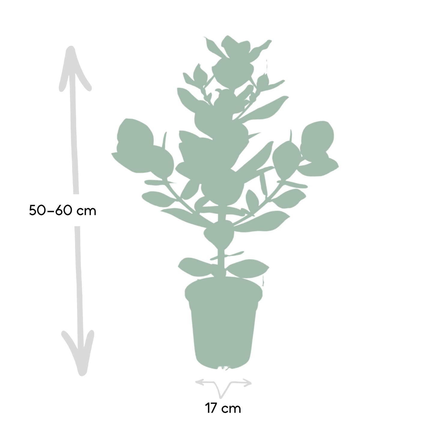 Balsamapfel – Clusia rosea 'Princess' – ↑60 cm – Ø17 cm