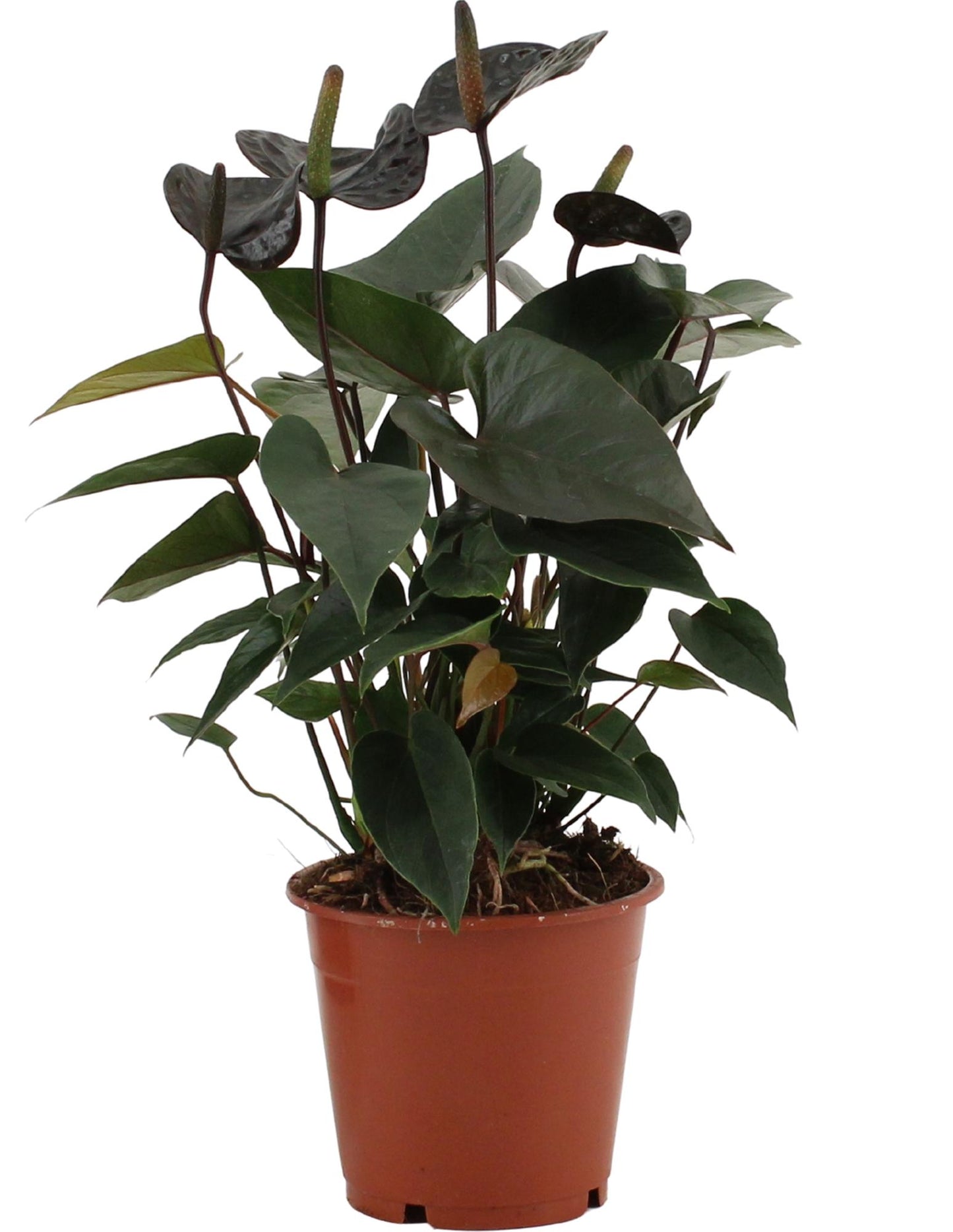 Anthurium Black Love In Transparant Sleeve - Ø12cm - ↕36cm - Plantabulous