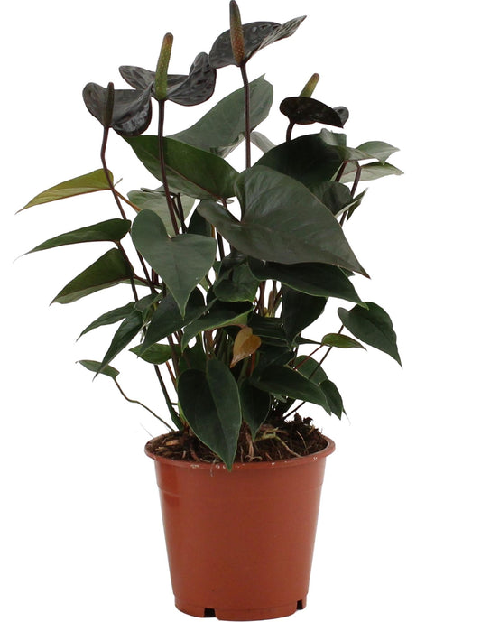Anthurium Black Love In Transparant Sleeve - Ø12cm - ↕36cm - Plantabulous