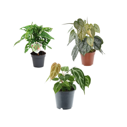 Pflanzen Set - 3 Pflanzen - Ø12 cm - Monstera obliqua 'Monkey Leaf' - 25 cm - Philodendron Brandtianum - 35 cm - Anthurium Chrystallium - 35 cm - Plantabulous