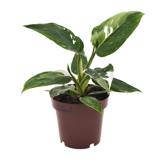 Philodendron White Princess - Ø12cm - ↕25cm - Plantabulous