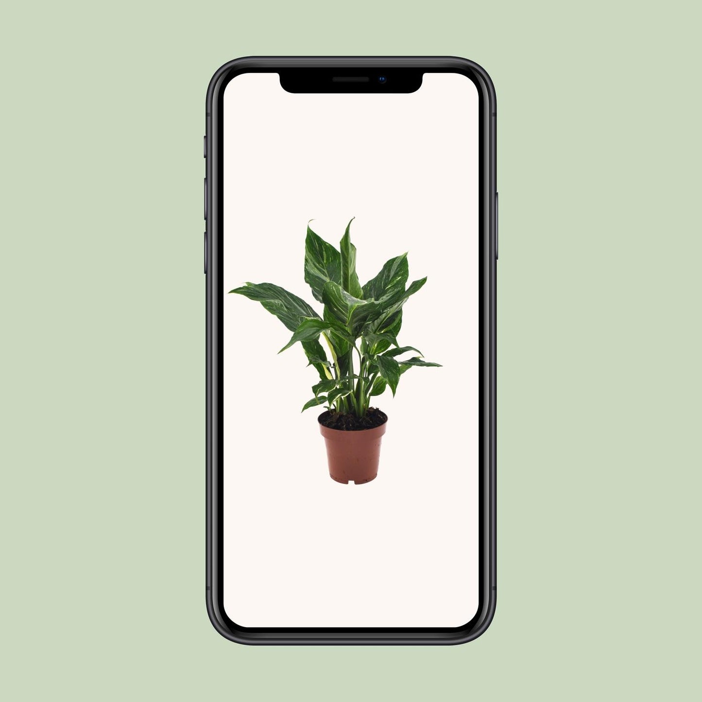 Spathiphyllum Diamond - Ø12cm - ↕40cm - Plantabulous