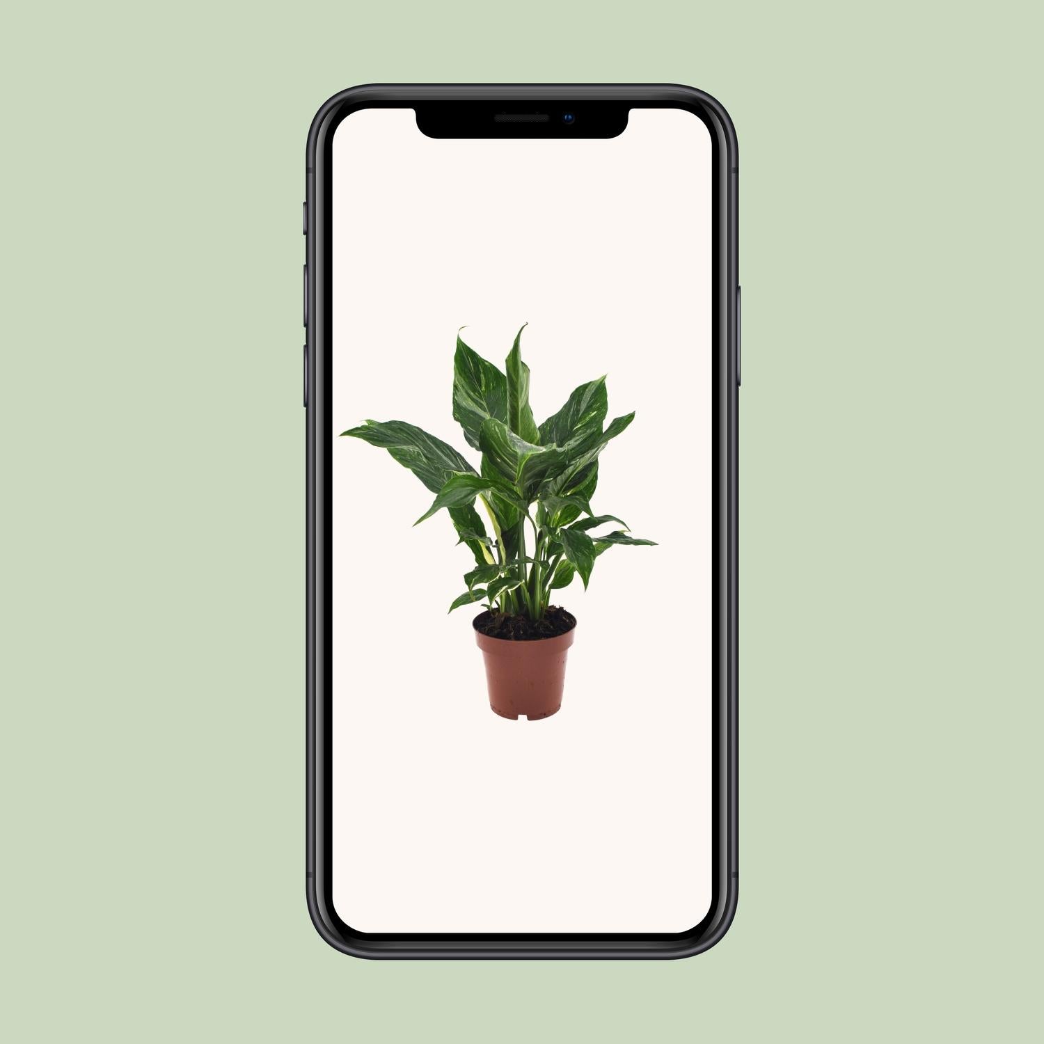 Spathiphyllum Diamond - Ø12cm - ↕40cm - Plantabulous