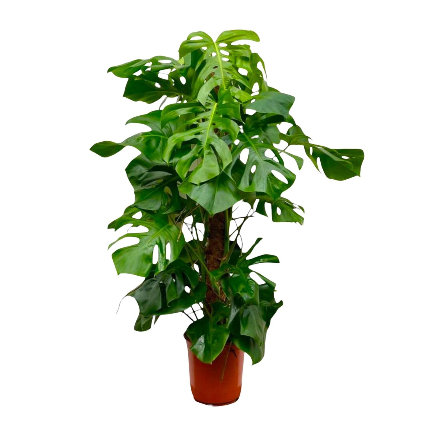 Fensterblatt – Monstera deliciosa – 150 cm – Ø27 cm - Plantabulous