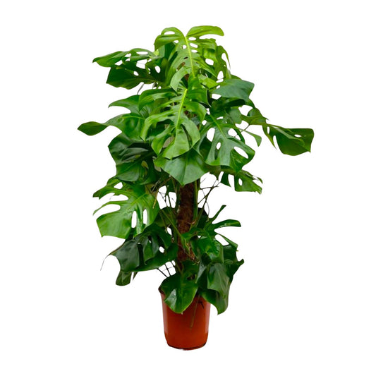 Fensterblatt – Monstera deliciosa – 150 cm – Ø27 cm - Plantabulous