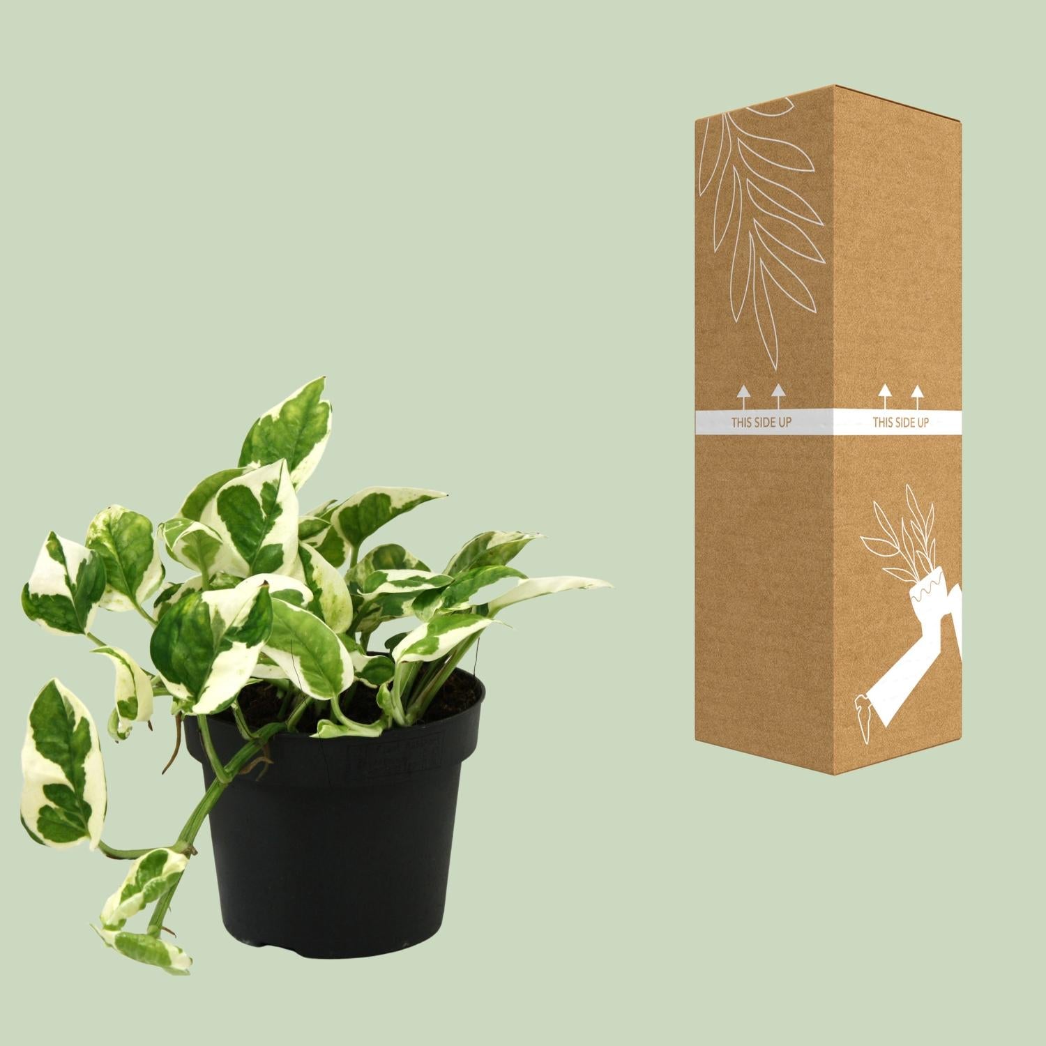 Scindapsus (Epipremnum) N'joy - Ø12cm - ↕15cm - Plantabulous