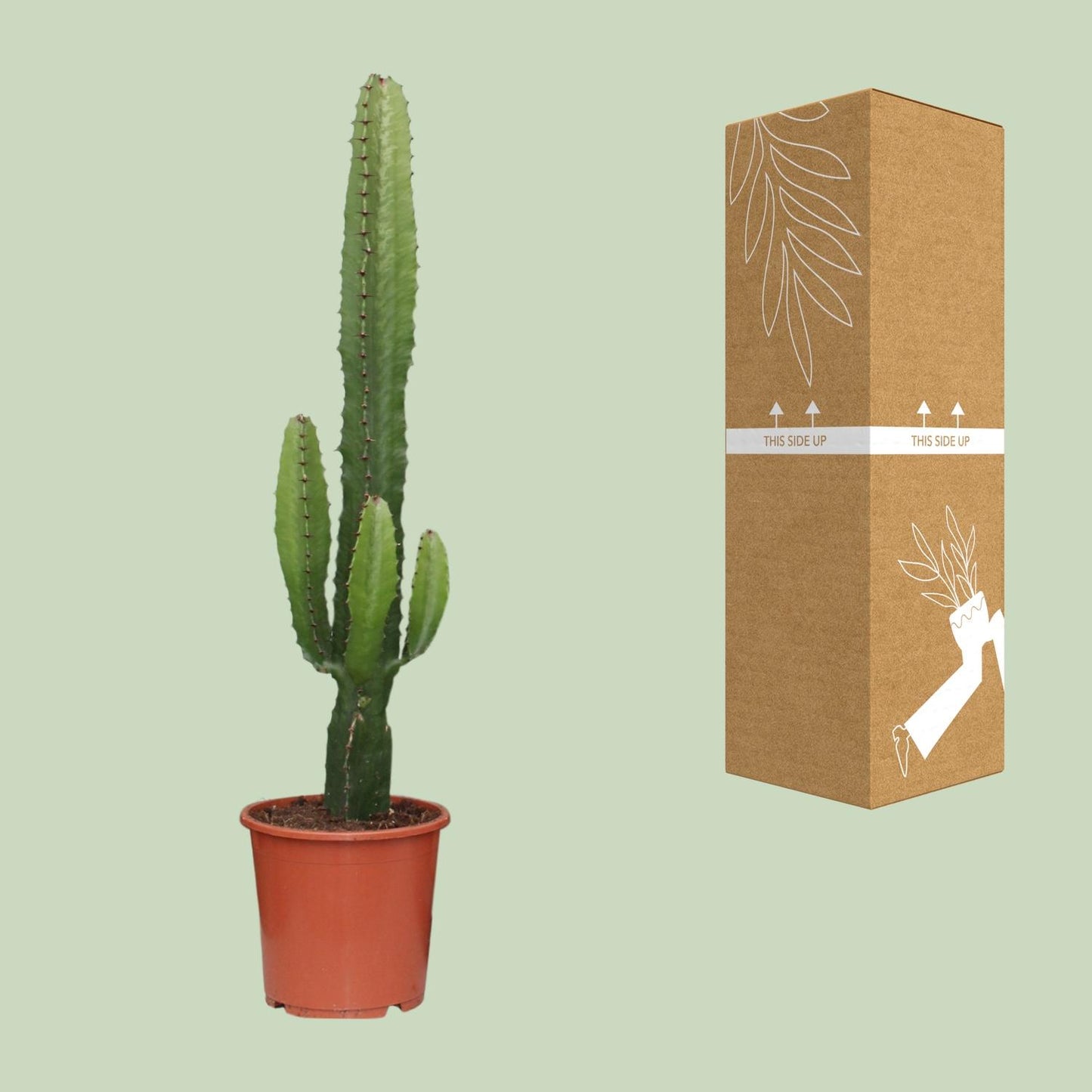 Wolfsmilch – Euphorbia acrurensis – 50 cm – Ø17 cm - Plantabulous