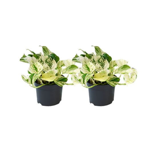 Epipremnum Happy Leaf - 2 Stücke - Ø12cm - Ø12 - Plantabulous