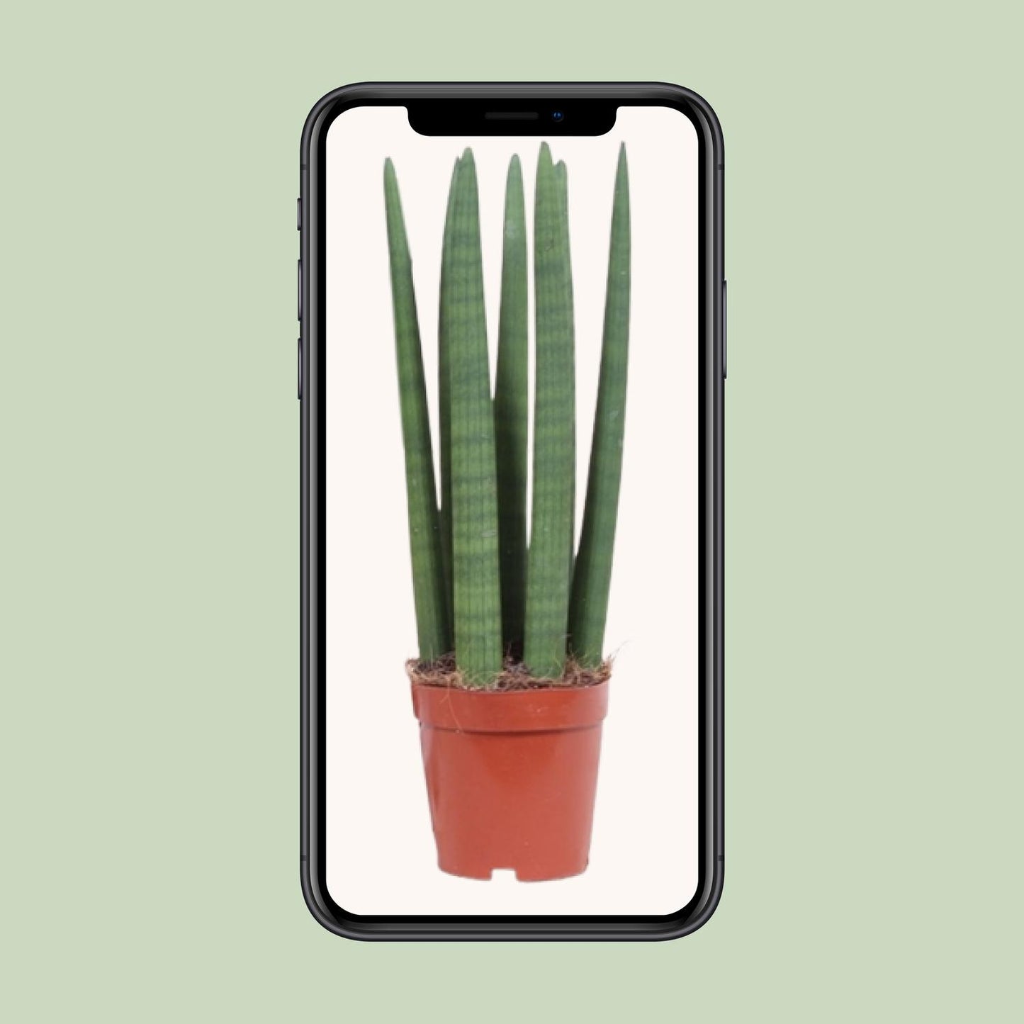 Bogenhanf – Sansevieria Straight – ↑40 cm – Ø12 cm