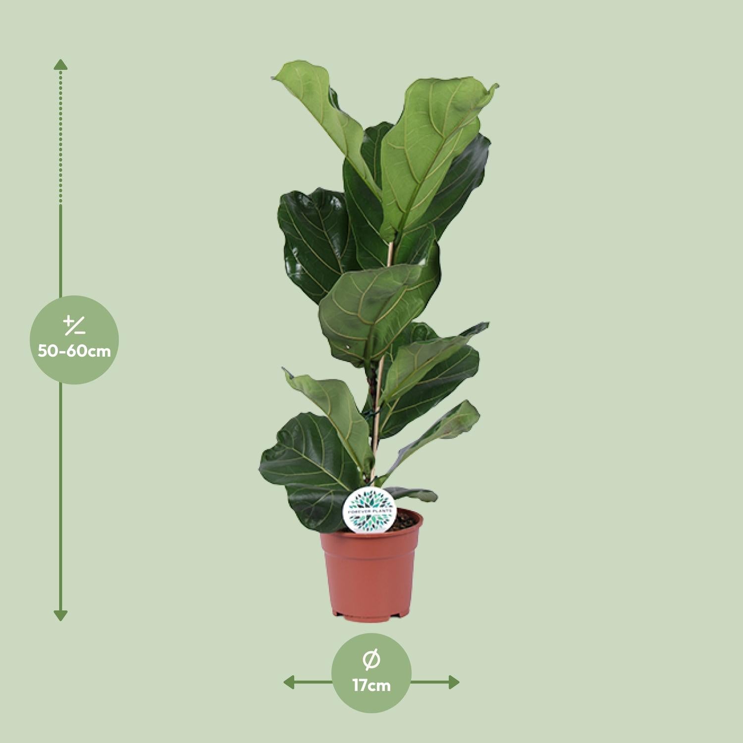Ficus Lyrata - Ø17cm - ↕60cm - Plantabulous