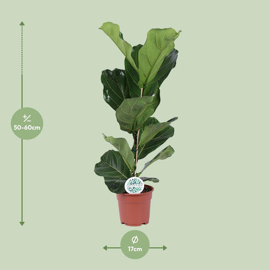 Ficus Lyrata - Ø17cm - ↕60cm - Plantabulous