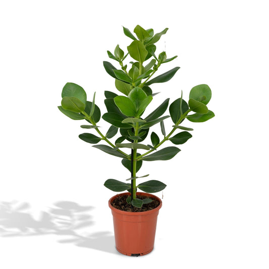 Balsamapfel – Clusia rosea 'Princess' – ↑60 cm – Ø17 cm