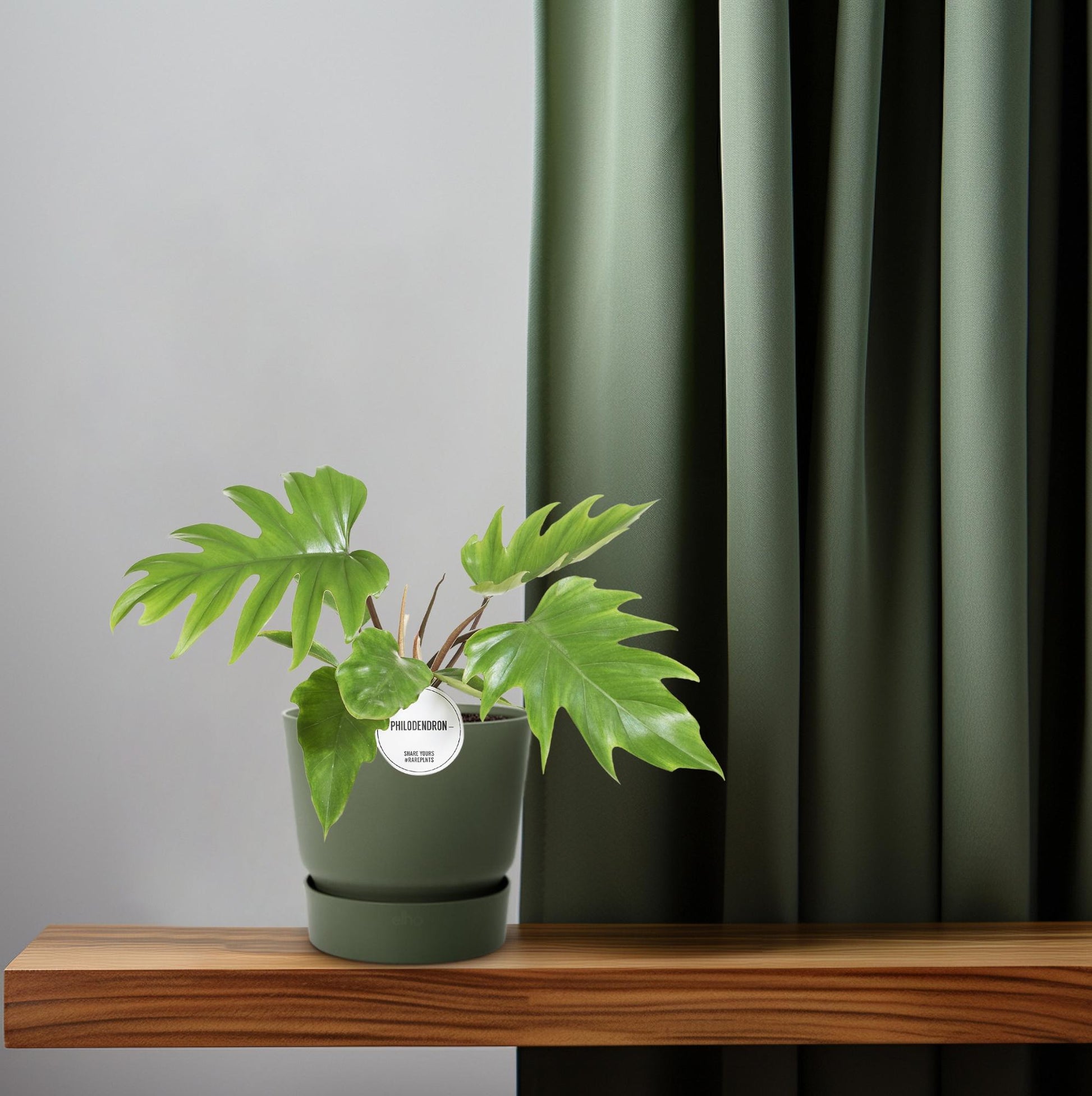 Philodendron Mayoi - Ø15cm - ↕35cm - Plantabulous