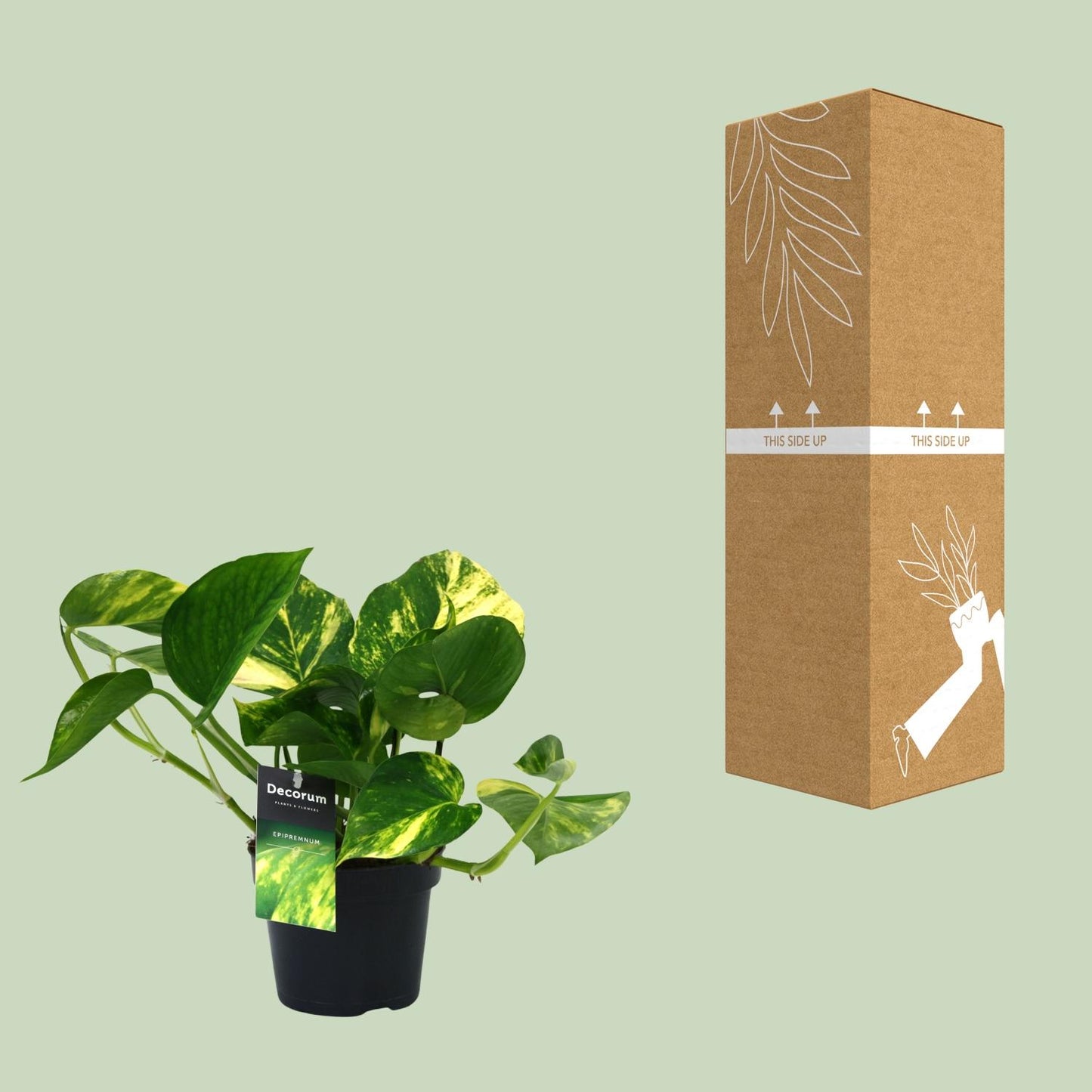 Efeutute – Scindapsus 'Aureum' (Epipremnum) – ↑25 cm – Ø12 cm