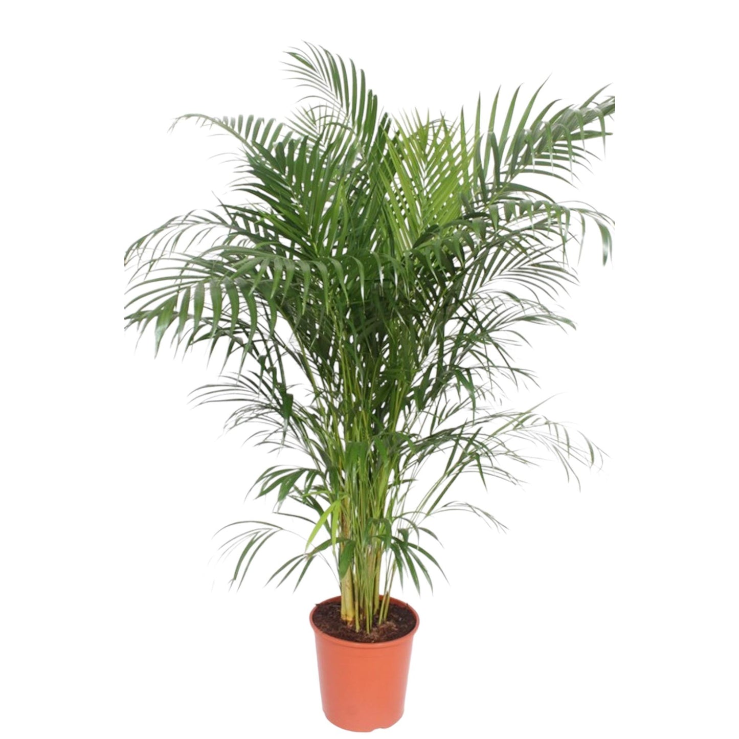Areca Palme - Dypsis Lutescens - 150 cm - ø30 - Plantabulous